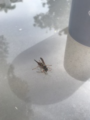 Polistes chinensis