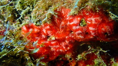 Monanchora arbuscula