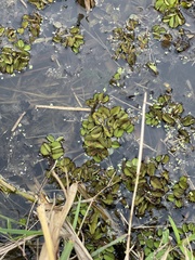 Salvinia molesta