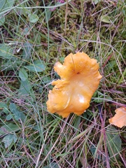 Cantharellus enelensis