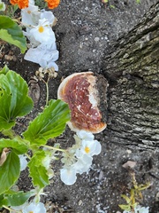 Ganoderma sessile