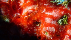 Monanchora arbuscula