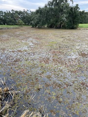 Salvinia molesta
