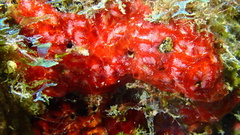 Monanchora arbuscula