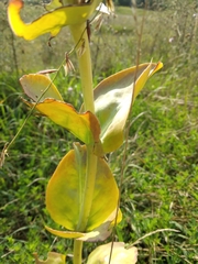 Penstemon grandiflorus