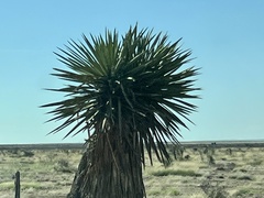 Yucca faxoniana