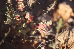 Atriplex holocarpa