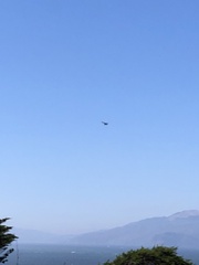 Buteo jamaicensis
