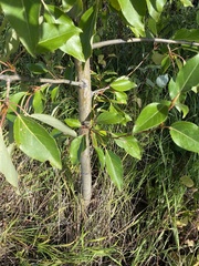 Populus balsamifera