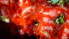 Monanchora arbuscula