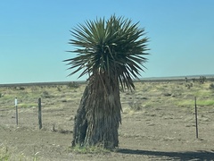 Yucca faxoniana