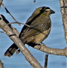 Saltator coerulescens
