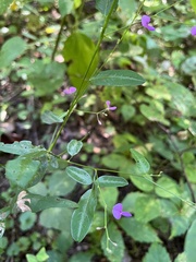 Desmodium