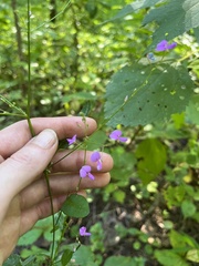 Desmodium