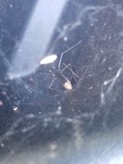 Pholcus phalangioides