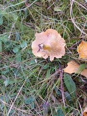 Cantharellus enelensis
