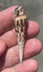 Terebra robusta