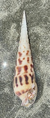 Terebra robusta