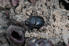Phanaeus triangularis