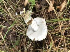 Hypomyces chrysospermus