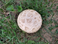 Calvatia