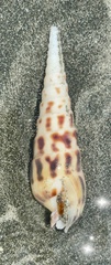 Terebra robusta