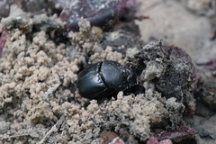 Phanaeus triangularis