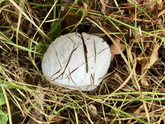 Hypomyces chrysospermus
