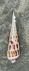 Terebra robusta