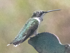 Archilochus colubris