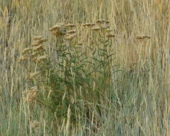 Achillea filipendulina