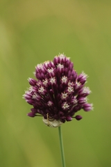 Allium rotundum