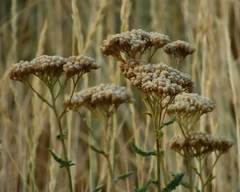 Achillea filipendulina