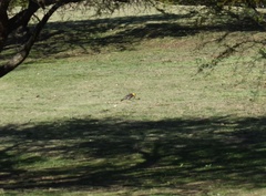 Colaptes campestris campestroides