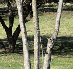 Colaptes campestris campestroides