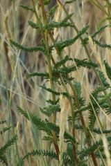 Achillea filipendulina