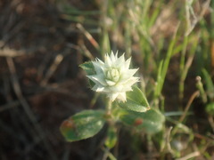 Gomphrena