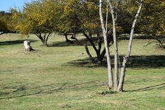 Colaptes campestris campestroides