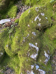 Didymodon