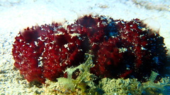 Mycale laxissima