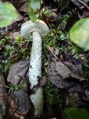 Leccinum holopus