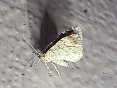 Larentiinae