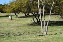 Colaptes campestris campestroides