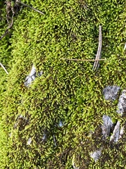 Didymodon