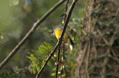 Eopsaltria australis