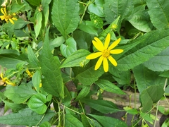 Silphium asteriscus trifoliatum