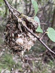 Vireo griseus