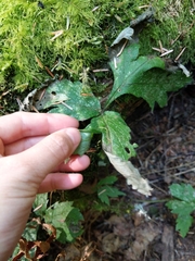 Hydrophyllum tenuipes