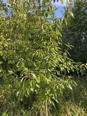 Populus balsamifera
