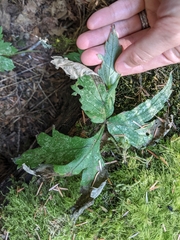 Hydrophyllum tenuipes